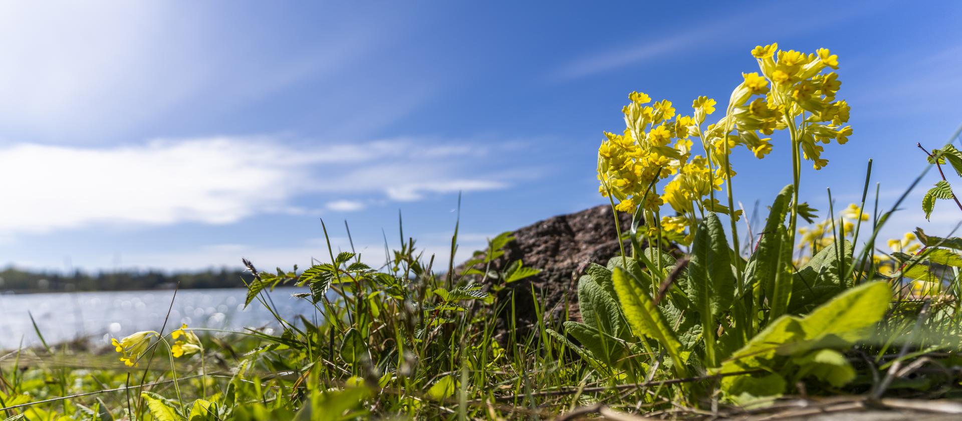 Ålands landskapsblomma Gullviva vid strandkanten på Åland.