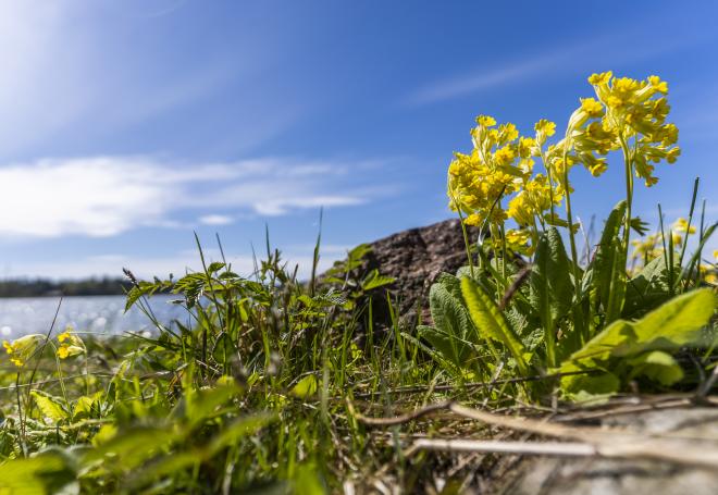 Ålands landskapsblomma Gullviva vid strandkanten på Åland.