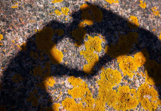 Händer som formar ett hjärta i skuggan mot en granitklippa med gul lav på Åland.